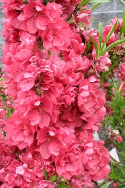 Bonanza Dwarf Patio Peach Tree - 3 Gallon Pot -Plant Promotion Store Peach Bonanza 4