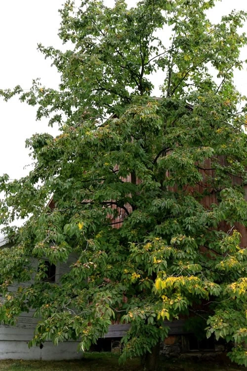 American Persimmon Tree (Diospyros Virginiana) - 3 Pack Of 1.5 Quart Pots 6 American Persimmon Tree (Diospyros Virginiana) - 3 Pack Of 1.5 Quart Pots - Image 6