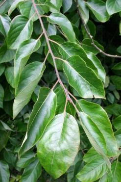 American Persimmon Tree - Diospyros Virginiana - 3 Gallon Pot -Plant Promotion Store Persimmon American 3