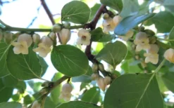 American Persimmon Tree (Diospyros Virginiana) - 3 Pack Of 1.5 Quart Pots 13 American Persimmon Tree (Diospyros Virginiana) - 3 Pack Of 1.5 Quart Pots -Plant Promotion Store Persimmon American 5 1