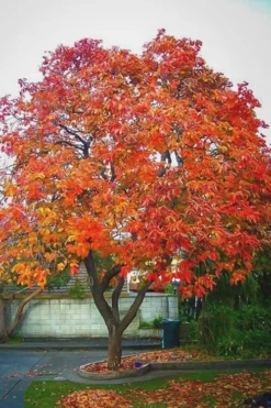 American Persimmon Tree - Diospyros Virginiana - 3 Gallon Pot -Plant Promotion Store Persimmon American 6