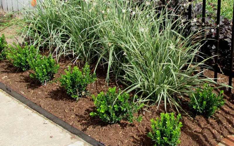 Baby Gem Boxwood - 6 Pack Of 1 Gallon Pots 5 Baby Gem Boxwood - 6 Pack Of 1 Gallon Pots - Image 5