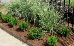 Baby Gem Boxwood - 1 Gallon Pot 12 Baby Gem Boxwood - 1 Gallon Pot -Plant Promotion Store Picture Boxwood Baby Gem Edger