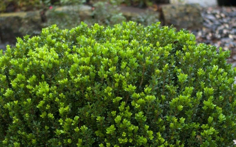 Baby Gem Boxwood - 2 Gallon Pot 7 Baby Gem Boxwood - 2 Gallon Pot - Image 7
