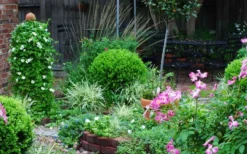 Baby Gem Boxwood - 1 Gallon Pot 15 Baby Gem Boxwood - 1 Gallon Pot -Plant Promotion Store Picture Boxwood Baby Gem Specimen