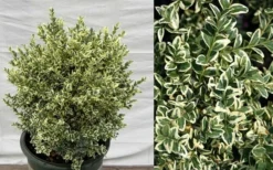 Dwarf Variegated Boxwood - 3 Gallon Pot 10 Dwarf Variegated Boxwood - 3 Gallon Pot -Plant Promotion Store Picture Boxwood Dwarf Variegated 2