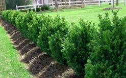 Green Mountain Boxwood - 2.5 Quart Pot -Plant Promotion Store Picture Boxwood Green Mountain Hedge 1