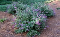 Lo & Behold Blue Chip Dwarf Butterfly Bush - 3 Gallon Pot -Plant Promotion Store Picture Butterfly Bush Lo And Behold Blue Chip 2