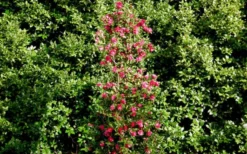 October Magic Rose Camellia - 2 Gallon Pot -Plant Promotion Store Picture Camellia October Magic Rose Column