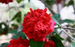 Professor Sargent Camellia Japonica - 3 Gallon Pot -Plant Promotion Store Picture Camellia Professor Sargent Closeup