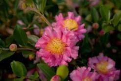October Magic Carpet Dwarf Camellia - 2 Gallon Pot -Plant Promotion Store Picture Camellia Sasanqua October Magic Carpet 2