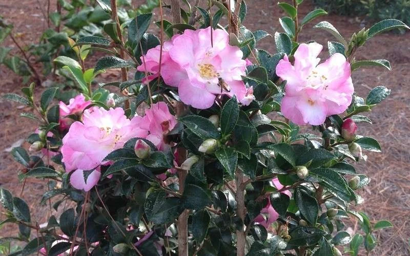 October Magic Orchid Camellia - 3 Gallon Pot 5 October Magic Orchid Camellia - 3 Gallon Pot - Image 5