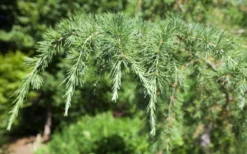 Deodar Cedar - 5 Gallon Pot (4-5') -Plant Promotion Store Picture Cedar Deodara 2