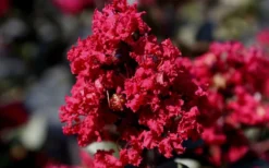 Double Feature Red Crape Myrtle - 3 Gallon Pot 13 Double Feature Red Crape Myrtle - 3 Gallon Pot -Plant Promotion Store Picture Crape Myrtle Double Feature 2