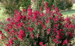 Double Feature Red Crape Myrtle - 3 Gallon Pot 12 Double Feature Red Crape Myrtle - 3 Gallon Pot -Plant Promotion Store Picture Crape Myrtle Double Feature