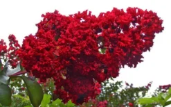 Dynamite Red Crape Myrtle - 5 Gallon Pot 9 Dynamite Red Crape Myrtle - 5 Gallon Pot -Plant Promotion Store Picture Crape Myrtle Dynamite 1 1
