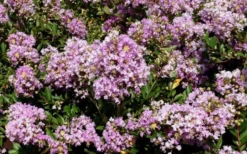 Early Bird Lavender Crape Myrtle - 3 Gallon Pot -Plant Promotion Store Picture Crape Myrtle Early Bird Lavender