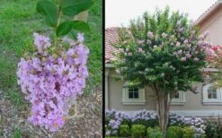 Muskogee Lavender Crape Myrtle - 1 Gallon Pot -Plant Promotion Store Picture Crape Myrtle Muskogee 1 2