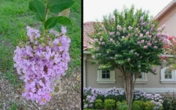 Muskogee Lavender Crape Myrtle - 3 Gallon Pot 8 Muskogee Lavender Crape Myrtle - 3 Gallon Pot -Plant Promotion Store Picture Crape Myrtle Muskogee 1