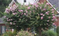 Muskogee Lavender Crape Myrtle - 7 Gallon Pot (4-5') 9 Muskogee Lavender Crape Myrtle - 7 Gallon Pot (4-5') -Plant Promotion Store Picture Crape Myrtle Muskogee Lavender 2 1