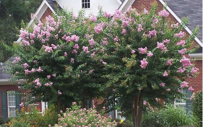 Muskogee Lavender Crape Myrtle - 3 Gallon Pot 5 Muskogee Lavender Crape Myrtle - 3 Gallon Pot - Image 5