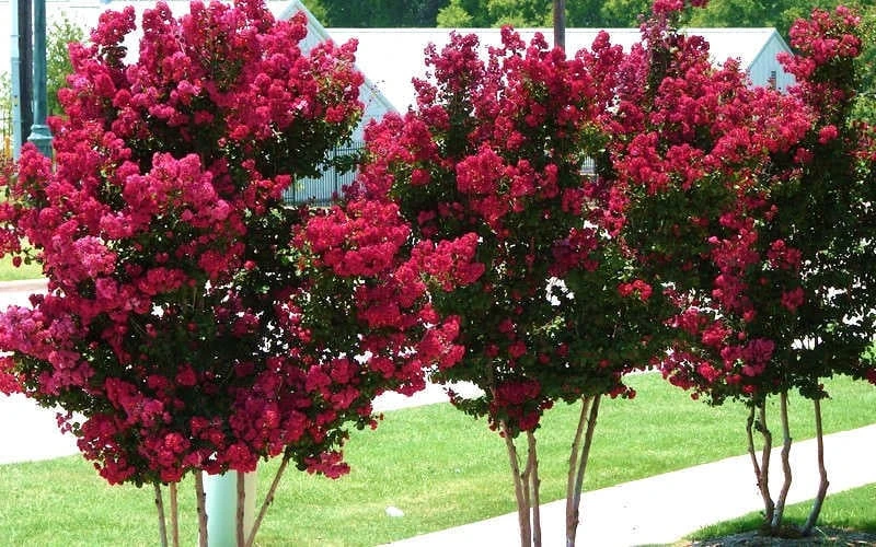 Tonto Red Crape Myrtle - 7 Gallon Pot (4-5') 6 Tonto Red Crape Myrtle - 7 Gallon Pot (4-5') - Image 6