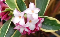 Variegated Pink Winter Daphne - 1 Gallon Pot 8 Variegated Pink Winter Daphne - 1 Gallon Pot -Plant Promotion Store Picture Daphne Variegated Pink Closeup