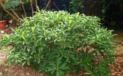 Winter Gold Edgeworthia Chrysantha - Paper Bush - 5 Gallon Pot 22 Winter Gold Edgeworthia Chrysantha - Paper Bush - 5 Gallon Pot -Plant Promotion Store Picture Edgeworthia Shrub