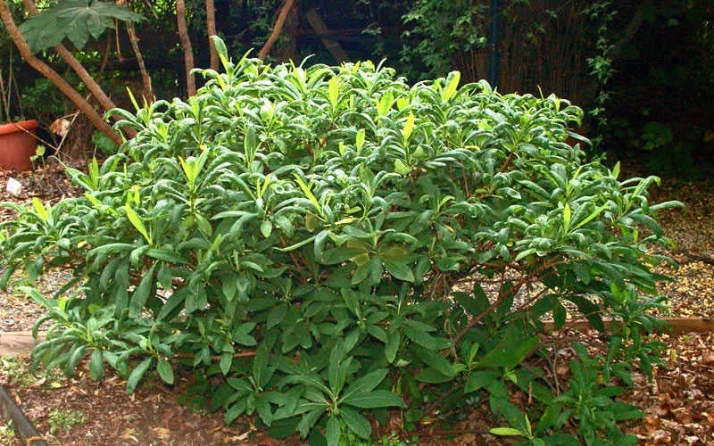 Winter Gold Edgeworthia Chrysantha - Paper Bush - 5 Gallon Pot 11 Winter Gold Edgeworthia Chrysantha - Paper Bush - 5 Gallon Pot - Image 11