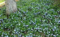 Evergreen Periwinkle - Vinca Minor - 18 Count Flat Of Pint Pots -Plant Promotion Store Picture Evergreen Periwinkle Groundcover