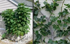 Brown Turkey Fig Tree - 5 Gallon Pot -Plant Promotion Store Picture Fig Brown Turkey Espalier