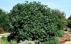 Brown Turkey Fig Tree - 5 Gallon Pot -Plant Promotion Store Picture Fig Brown Turkey Shrub Large