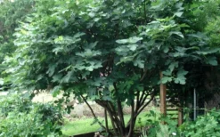 Brown Turkey Fig Tree - 5 Gallon Pot -Plant Promotion Store Picture Fig Brown Turkey Tree Multi