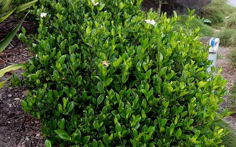 August Beauty Gardenia - 2.5 Quart Pot 6 August Beauty Gardenia - 2.5 Quart Pot - Image 6