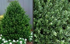 Pyramidal Compacta Japanese Holly - 3 Gallon Pot 8 Pyramidal Compacta Japanese Holly - 3 Gallon Pot -Plant Promotion Store Picture Holly Compacta Pyramidal 1