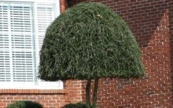 Pride Of Houston Yaupon Holly Tree - 7 Gallon Pot (5-6') -Plant Promotion Store Picture Holly Weeping Yaupon