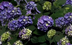 Bloomstruck Endless Summer Hydrangea - 1 Gallon Pot -Plant Promotion Store Picture Hydrangea Bloomstruck 1