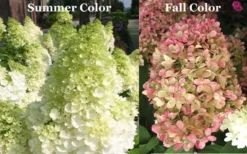 Limelight PeeGee Hydrangea - 6 Pack Of 1 Gallon Pots -Plant Promotion Store Picture Hydrangea Limelight 3