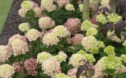 Little Lime Hydrangea - 1 Gallon Pot -Plant Promotion Store Picture Hydrangea Little Lime 2 2