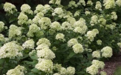 Little Lime Hydrangea - 1 Gallon Pot -Plant Promotion Store Picture Hydrangea Little Lime 3 2