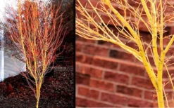 Bihou Yellow Bark Japanese Maple - 3 Gallon Pot -Plant Promotion Store Picture Japanese Maple Bihou 1