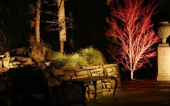 Sango Kaku Coral Bark Japanese Maple - 3 Gallon Pot (7-8') -Plant Promotion Store Picture Japanese Maple Coral Bark Lighted At Night 1