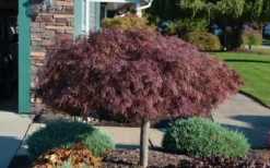 Crimson Queen Dwarf Japanese Maple - 1 Gallon Pot -Plant Promotion Store Picture Japanese Maple Crimson Queen 1 1
