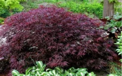 Red Dragon Dwarf Japanese Maple - 1 Gallon Pot -Plant Promotion Store Picture Japanese Maple Red Dragon 2