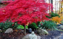 Red Dragon Dwarf Japanese Maple - 2 Gallon Pot -Plant Promotion Store Picture Japanese Maple Red Dragon 4 1