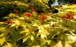 Summer Gold Japanese Maple - 3 Gallon Pot 9 Summer Gold Japanese Maple - 3 Gallon Pot -Plant Promotion Store Picture Japanese Maple Summer Gold 8