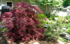 Tamukeyama Dwarf Red Japanese Maple - 1 Gallon Pot -Plant Promotion Store Picture Japanese Maple Tamukeyama 3