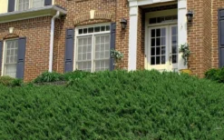 Blue Pacific Juniper - 2 Gallon Pot -Plant Promotion Store Picture Juniper Blue Pacific Hill