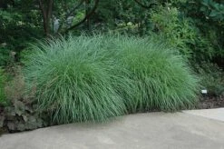 Little Kitten Dwarf Maiden Grass - Miscanthus Sinensis - 2 Gallon Pot -Plant Promotion Store Picture Little Kitten Maiden Grass 2