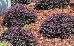 Purple Daydream Dwarf Loropetalum - 3 Gallon Pot 13 Purple Daydream Dwarf Loropetalum - 3 Gallon Pot -Plant Promotion Store Picture Loropetalum Purple Daydream 3
